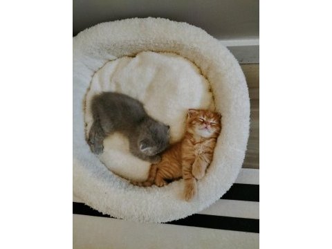 Mükemmel scottish fold bebeklerim