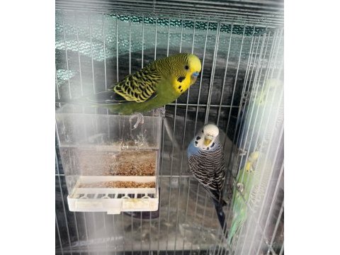 Uygun çift muhabbet kuşu