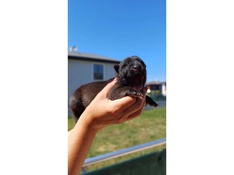 Üst düzey malinois kan hattına sahip rezerve açık