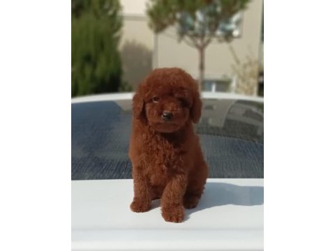 Toy poodle kore kanı ırk garantili