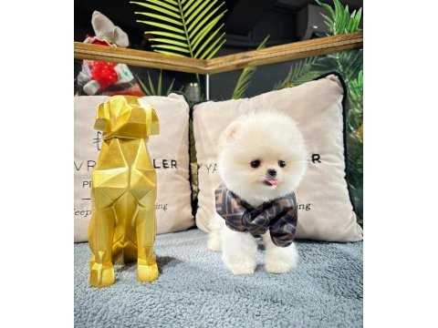 Veteriner kontrollü pomeranian yavru