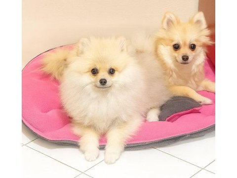 5 aylık erkek 1 adet pomeranian kaldı anne baba bize ait