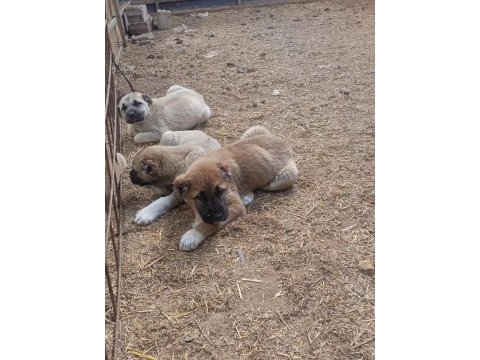 Mükemmel ırk safkan kangal yavruları