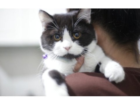 Aşıları tam 25 ağustos doğumlu erkek kedimiz