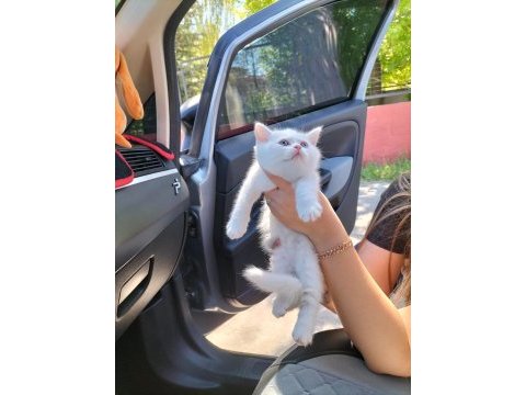 British shorthair w63 odd eyes erkek yavrum teslime hazır