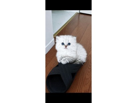 Kendi kedimizin safkan yavrusu