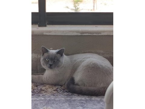 Çok uysal british shorthair 6 aylık bakımlı