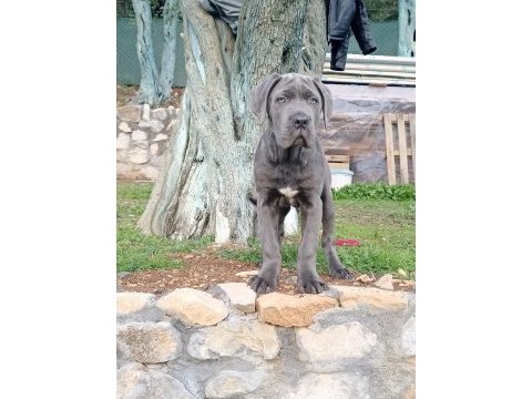 Cane corso blue yavrumuz erkek