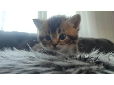 British shorthair yavruları