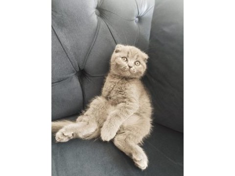 Uygun fiyatlı secereli scottish fold