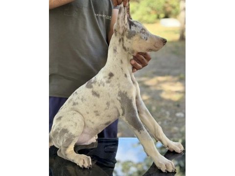 Türkiyede ilk ve tek özel renk doberman yavrular