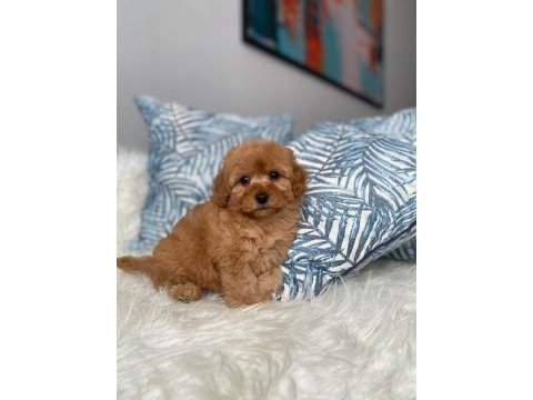 Orjinal maltipoo yavrum ırk ve sağlık garantili