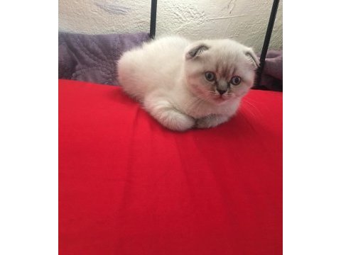 Yavrularımız çok güzel saf ırktır scottish fold