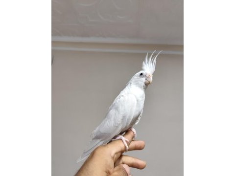 Ele kola alışık sultan papağanı