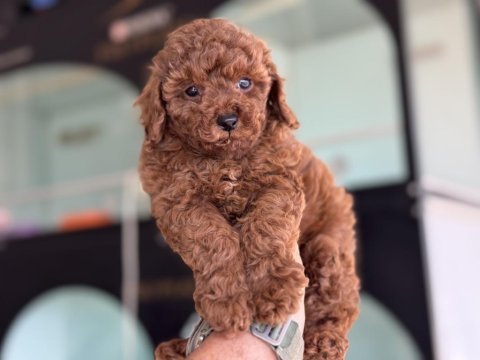 Show kalite redbrown toy poodle yavrularımız