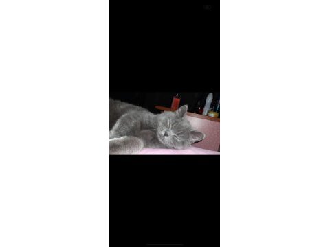 Kedimiz yuvasını arıyor 7 aylık british shorthair zeuss