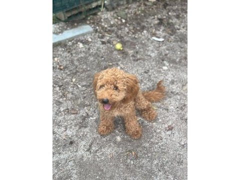 8 aylık dişi minyatür poodle