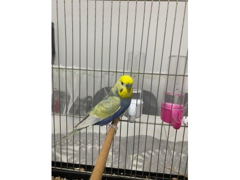 Dişi erkek rainbow muhabbet kuşu
