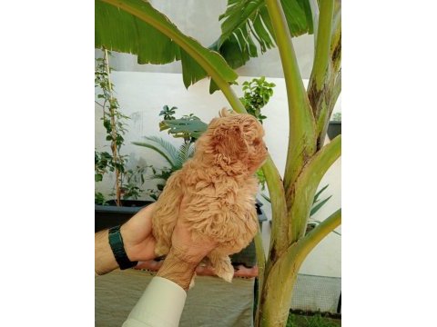 Maltipoo yavrular