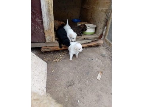 Evcil yavruları sahiplendirme