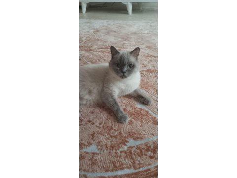 British shorthair kedisi yavrular