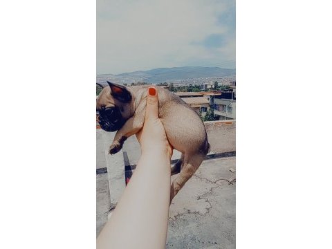 French bulldog yavrular