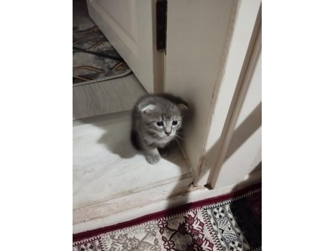 Sahiplendirilecek scottish fold kedisi