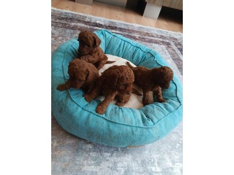 Korea kan ırk garantili toy poodle red brown yavru