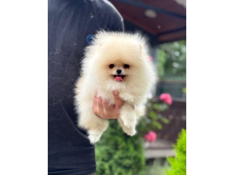 Dişi ve erkek teacup boy pomeranian boo