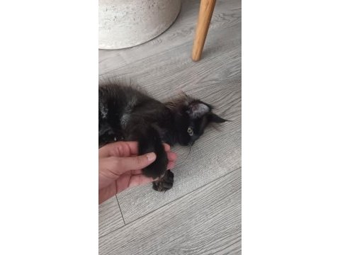 Maine coon dişi yavru polydact 6677