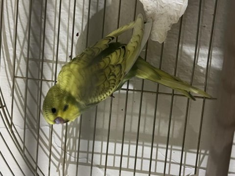 45 günlük muhabbet bebeklerimiz