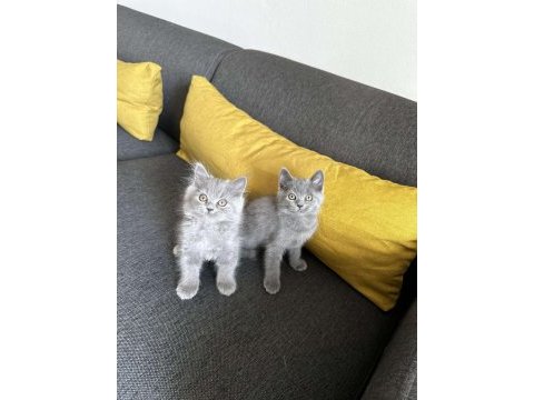 2aylık gri british shorthair yavrular