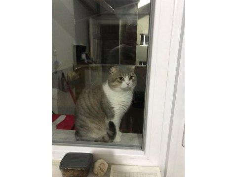 Erkek scottish fold çiftleştirmek için