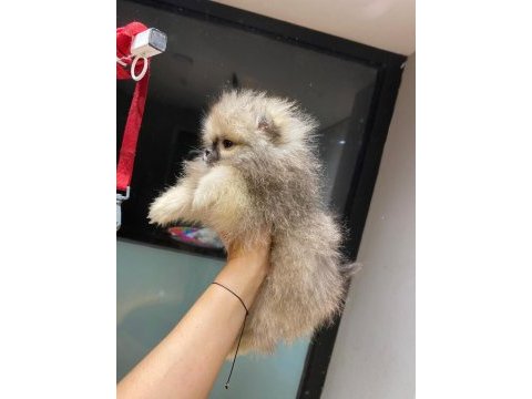 Üst kalite pomeranian boo erkek güzeli