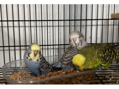 Jumbo muhabbet kuşları