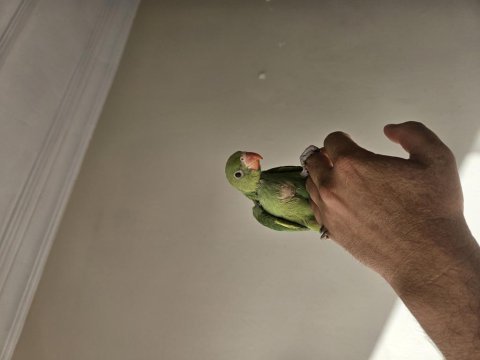 1 aylık el besleme pakistan bebekler