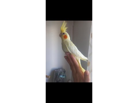 Full ele alışkın eğitimli ısırmaz lutino sultan yavrusu