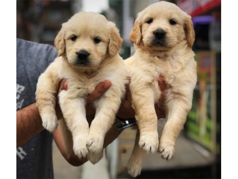 Golden retriever yavrularımız