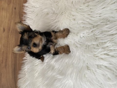 0 numara yorkshire terrier