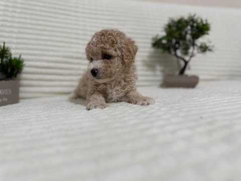 Tr en uygunu poodle bebekler