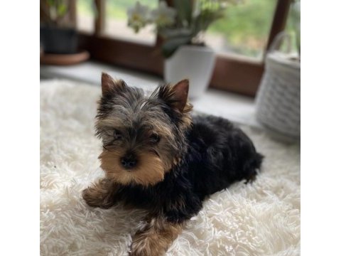 Safkan yorkshire terrier - dişi