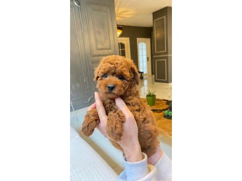 Bir birinden sevimli poodle bebekleri