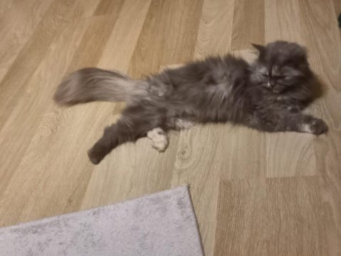 Kedim tospik'e ömürlük yuvasını arıyorum