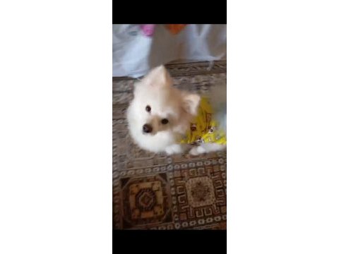 Pomeranian köpeğimizi ücretli veriyoruz
