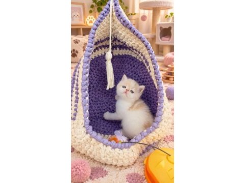 Safkan cream white exotic shorthair bebeğimiz