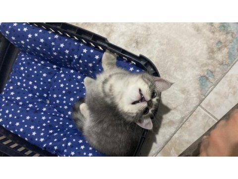 Kedi erkek british shorthair