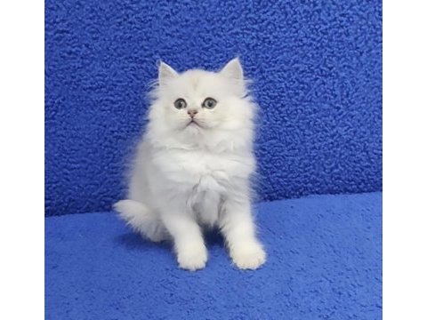 Longhair teslime hazır yavrumuz buyrun 