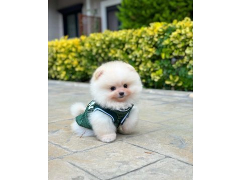 Mini boy büyümeyen ırk pomeranian boo