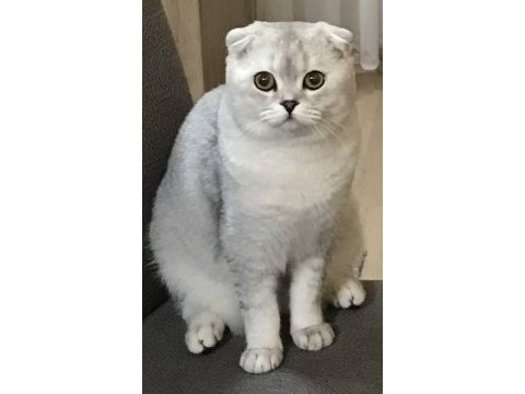 Ücretsiz scottish fold