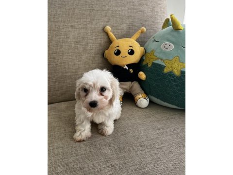 Yavru kore maltese